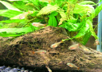 フレームテトラ幼魚群れ
