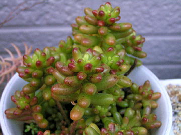 多肉植物 紅葉02