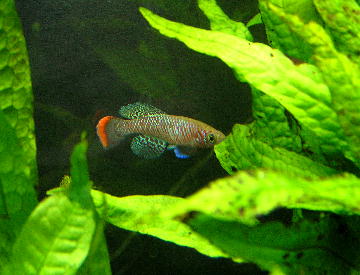 N.rachovii black-01