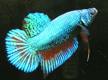 PL Blue&Red Multi 001