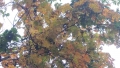tenjin-01003.jpg