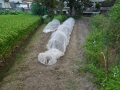 9.植えました