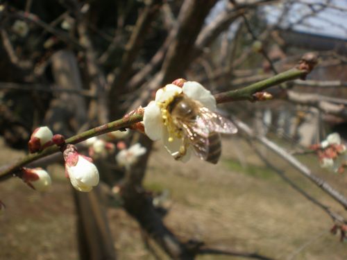 梅に訪花