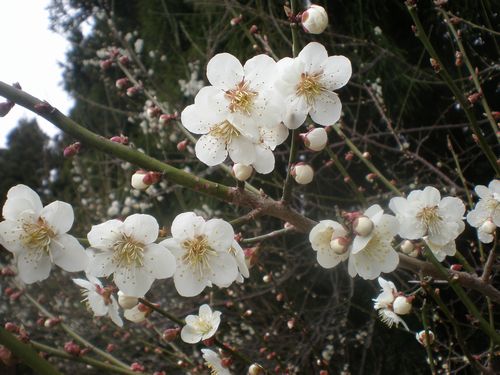 白梅
