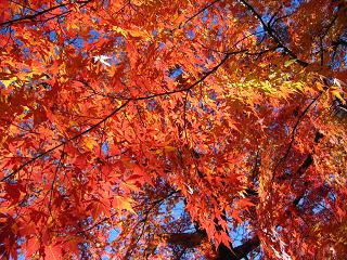 IMG_4162.jpg