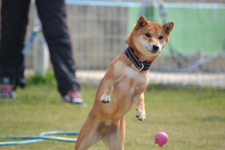 DSC_0113_convert_20111011212341.jpg