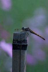 IMG_9823-1_R.jpg