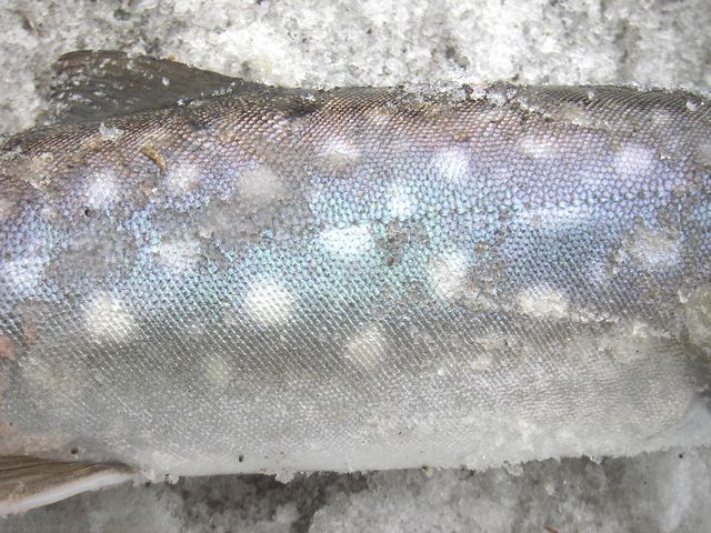 IMGP4516.jpg