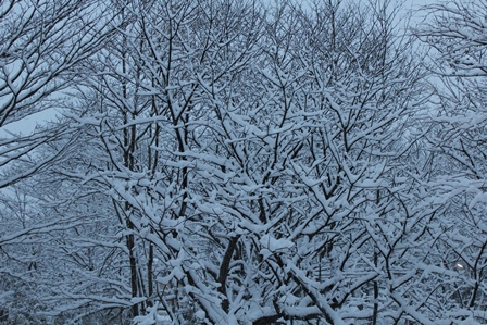 １２１４雪