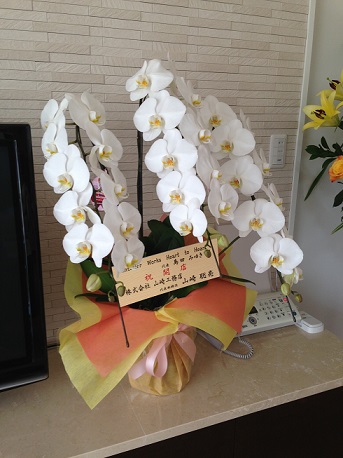 お祝い胡蝶蘭