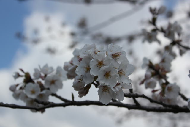 一目千本桜