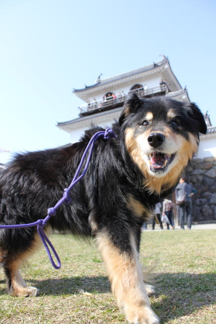 白石城