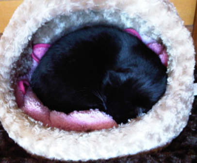 IMG00601-20120202-1157.jpg