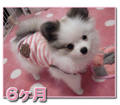 ろくかげちゅ
