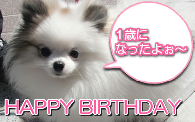あむの誕生日_A