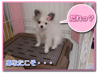 あむの誕生日_B