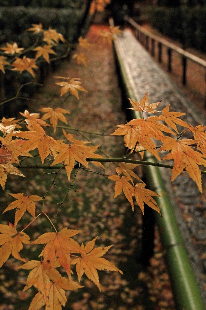 ブログ高桐院6