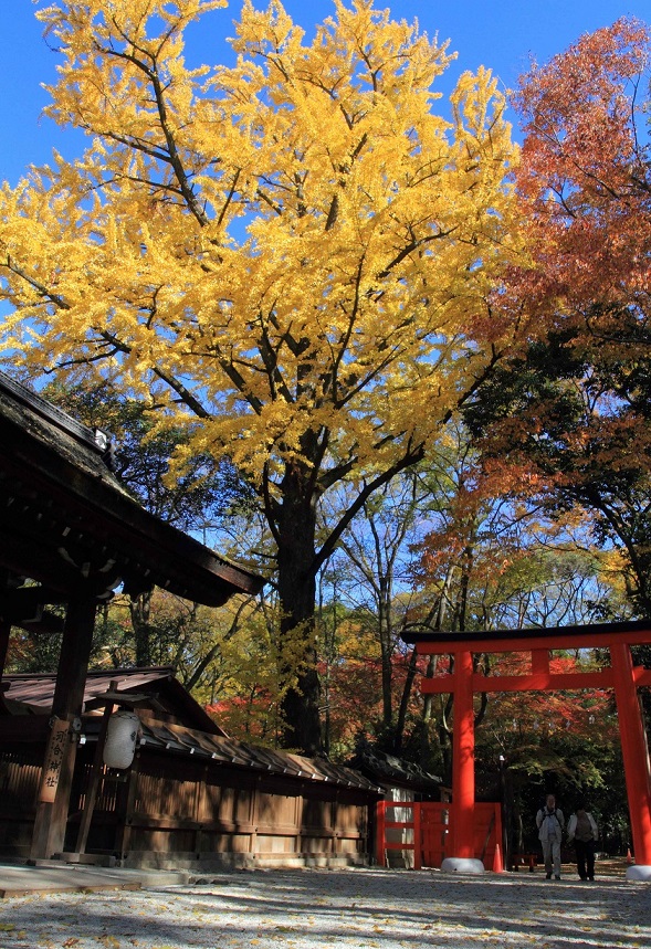 下鴨神社1