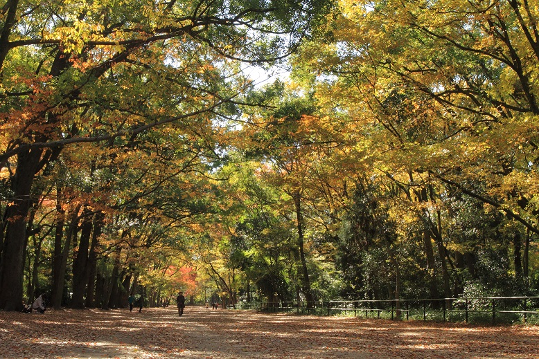 下鴨神社横3全体
