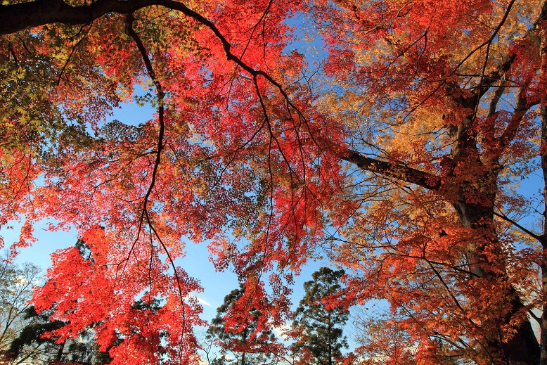 北野天満宮1