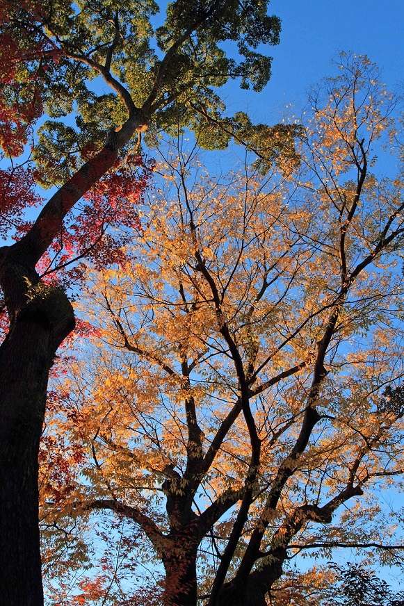 北野天満宮3