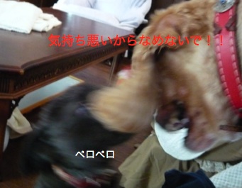 はなこま12