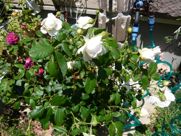 花12