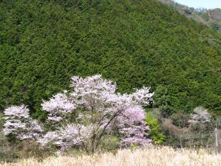 130331kiso-ninose-100.jpg