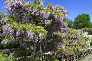 130421tennougawa-020.jpg