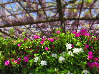 130421tennougawa-032.jpg