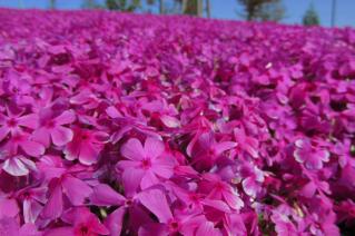 130421tennougawa-063.jpg