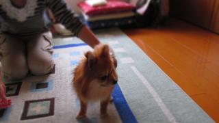 130429inu-001.jpg
