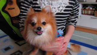 130429inu-007.jpg