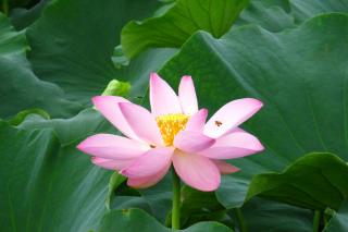 130706ninons-006.jpg
