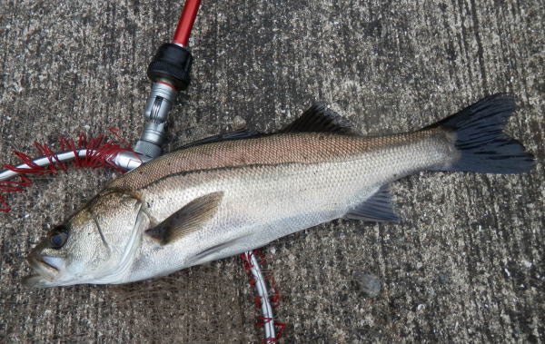 9:38 やっと釣れました ^^;