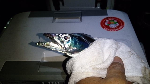 釣れました ^^