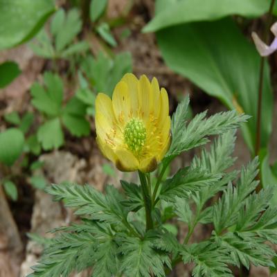 2012.5.3かたくり4