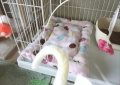 ふわふわマカロンベッド4