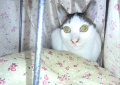お姫様の天蓋ベッド6