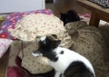 お姫様の天蓋ベッドなれの果て