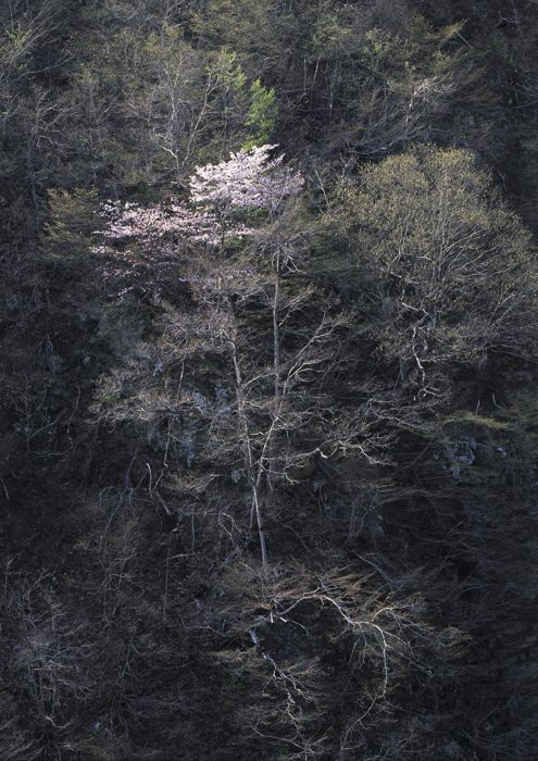 秋山郷　岩壁の桜