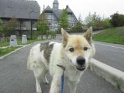 音戸迷い犬2012.4.29