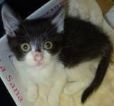 2013/6/10 子猫♂飼主募集中