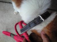 迷い犬首輪