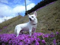 迷い犬白チワワ
