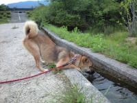 譲渡対象成犬♀