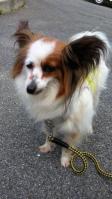 迷い犬パピヨン♀中央体育館付近