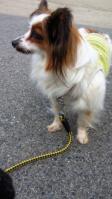 パピヨン迷い犬♀