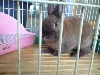 茶色ミニうさぎ♂2歳