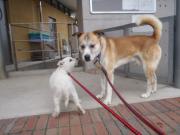 ゲラン 子犬慣らし中 2012.2.5